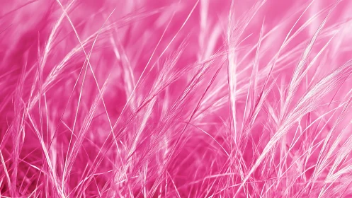 Abstract close-up of grass blades in vivid pink tones, soft focus.