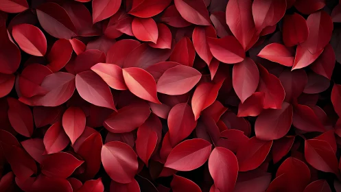 Red foliage closeup forming dense textured background pattern.