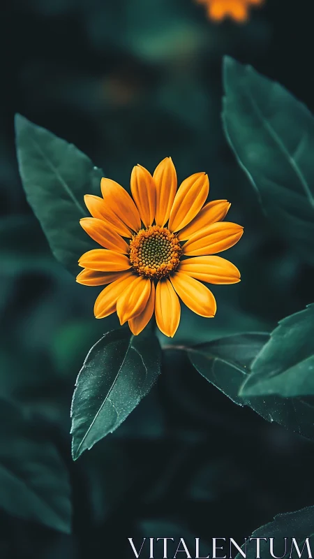 Golden Bloom Whispers: Daisy's Luminous Dance.