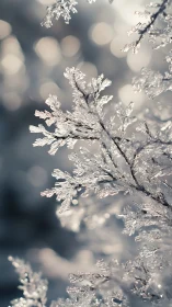 Frost coated branches catch soft winter light in macro view