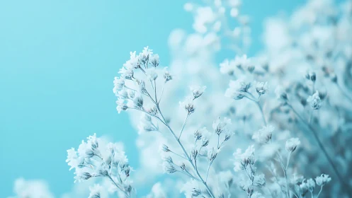 Delicate white baby's breath flowers against soft cyan sky backdrop.