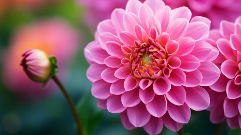 Pink dahlia flowers with layered petals in close focus photography.