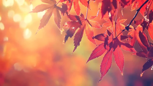 Backlit maple leaves display translucent venation in warm bokeh glow
