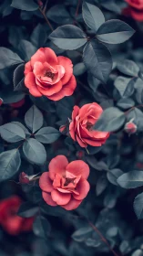 Coral Petals Bloom Through Shadowed Foliage.