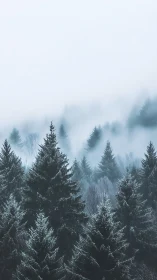 Frosted conifer forest recedes into soft atmospheric fog banks.