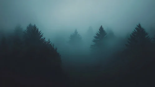 Misty Forest with Evergreen Trees in Heavy Fog