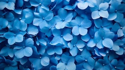 Delicate Blue Flowers Blooming Together in Harmony.