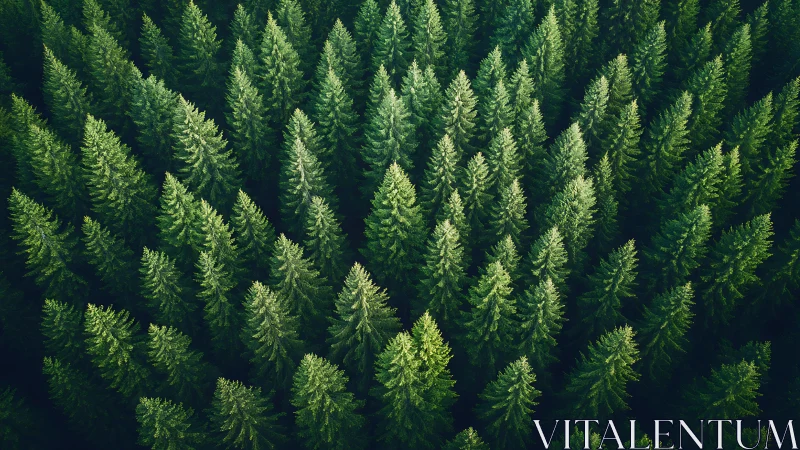 Aerial View of Dense Pine Forest in Lush Green Tones, Natural Style.