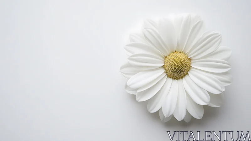 White daisy with yellow center on neutral background.