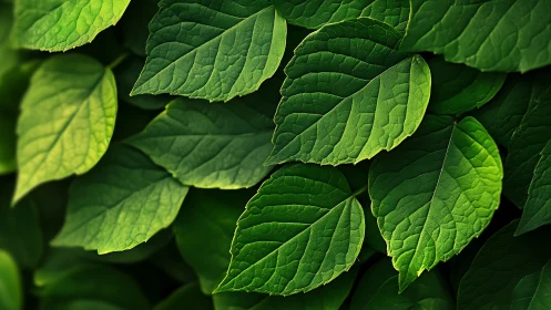 Green foliage close-up with layered textured leaves.