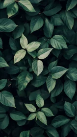 Selective focus isolates pale compound leaves in dark foliage