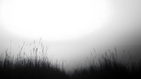 Soft morning light over quiet silhouettes of wild grass.