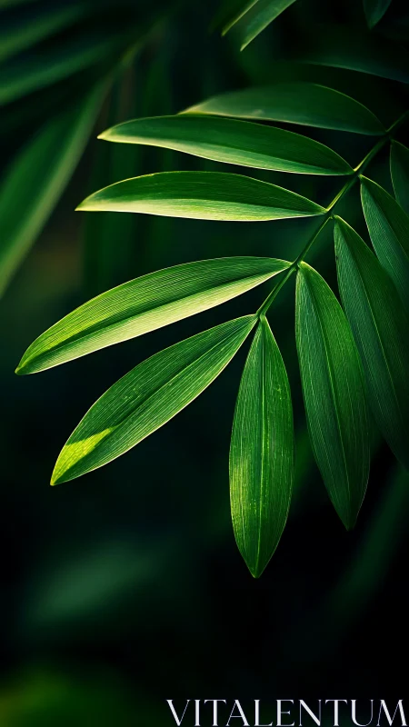Macro study of pinnate palm leaf with directional backlighting