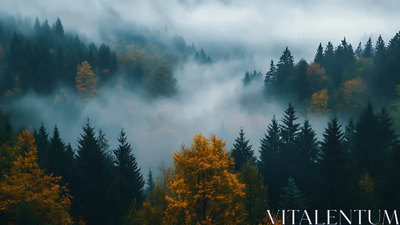 Misty Forest Valley Draped in Autumn Gold and Evergreen Silence