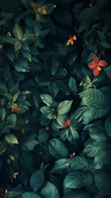 Dark green foliage with scattered orange-red flowers.