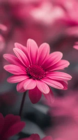 Magenta Bloom: Nature's Pink Masterpiece Captured.