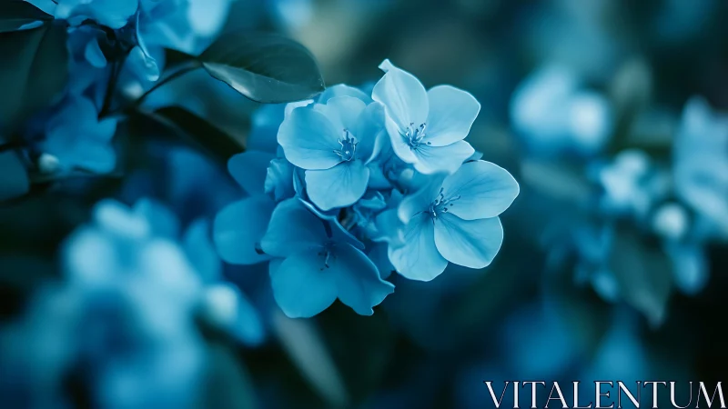 Blue Flower Cluster in Soft Focus.
