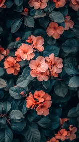 Coral Flowers Against Deep Teal Foliage.