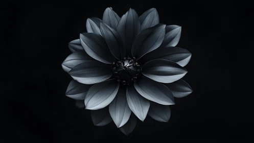 Monochrome Dahlia: Graceful Petals Against Deep Darkness