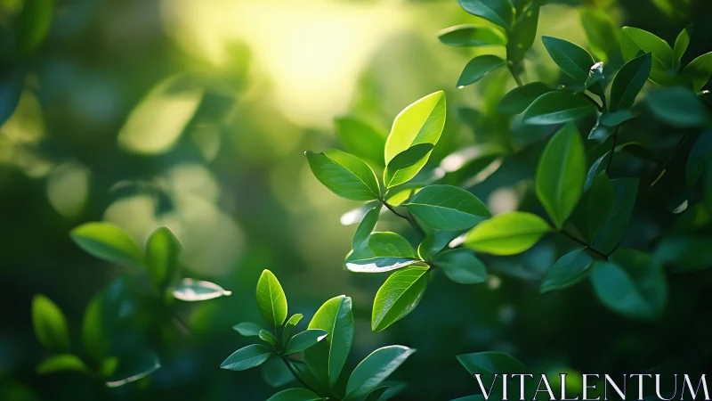 Sunlit Green Leaves in Soft Focus Nature Photography Style.