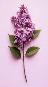 Purple lilac flower stem with green leaves on pink background