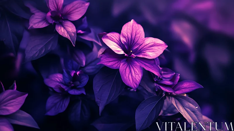 Magenta Blossoms Against Deep Violet Night.