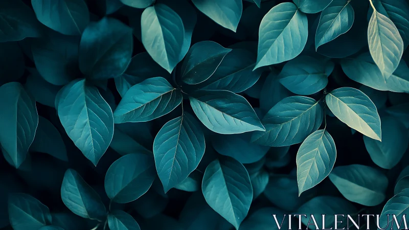 Overhead view shows dense overlapping teal-toned leaves