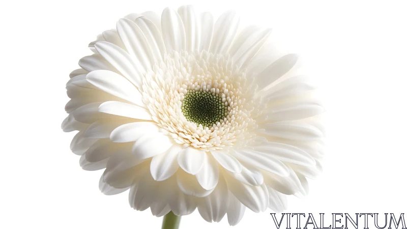 White Gerbera Daisy Close-up with Green Center.