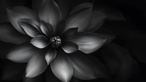 Luminous Petals in Grayscale: A Lotus Blooms in Silence.