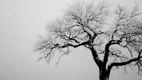 Snow-laden winter tree captured in minimalist monochrome