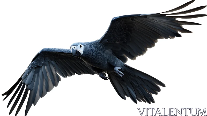 Majestic black parrot in flight, realistic digital illustration.