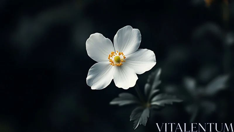 Delicate White Blossom in Quiet Light.