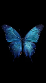 Blue butterfly specimen on black isolated background.