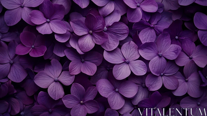 Purple Hydrangea Blooms Dense Floral Composition.