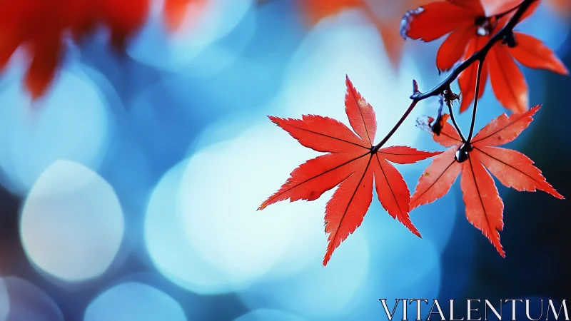 Red maple leaves hang sharply focused against blue bokeh