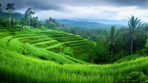 Emerald rice terraces curve through misty tropical hillsides.