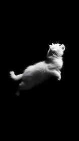 White Cat Leaping Against Black Background