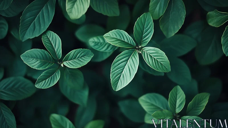 Overhead macro study of green foliage with soft bokeh depth.