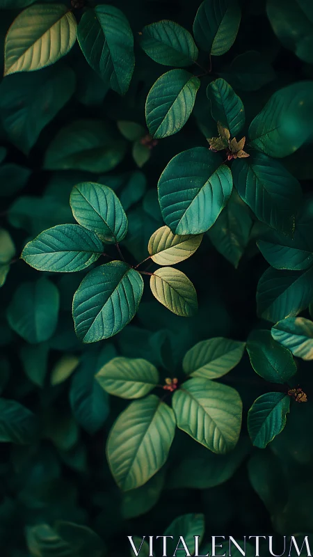 Dark green foliage study with moody natural side lighting.