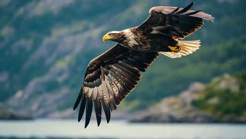 Majestic eagle in flight over scenic mountains, nature photography.