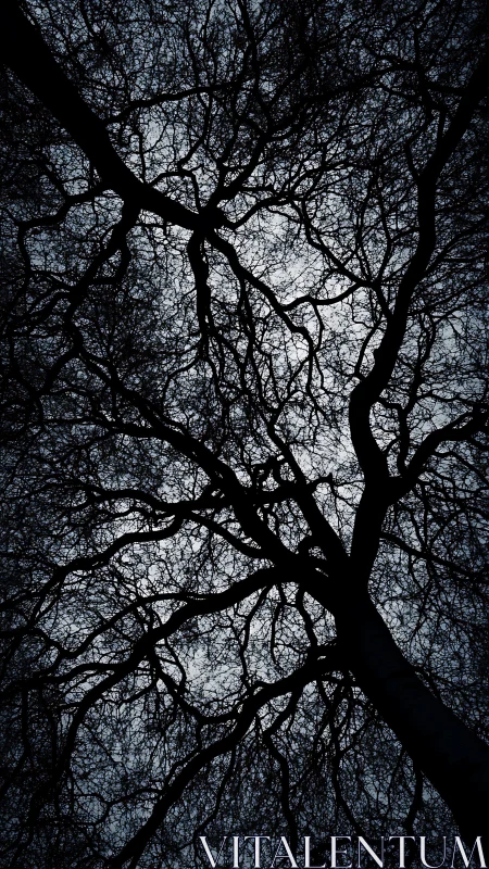 Moonlit winter branches weaving a quiet night sky.
