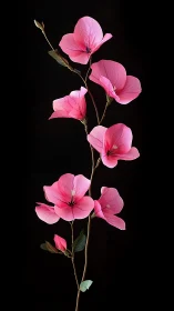 Pink Flowers in Graceful Vertical Arrangement Against Black