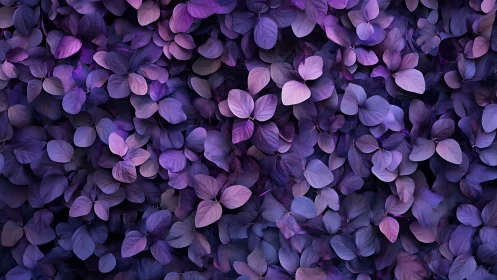Vibrant violet foliage forms an enchanting, immersive backdrop