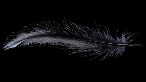 Single black feather is isolated on uniform black background