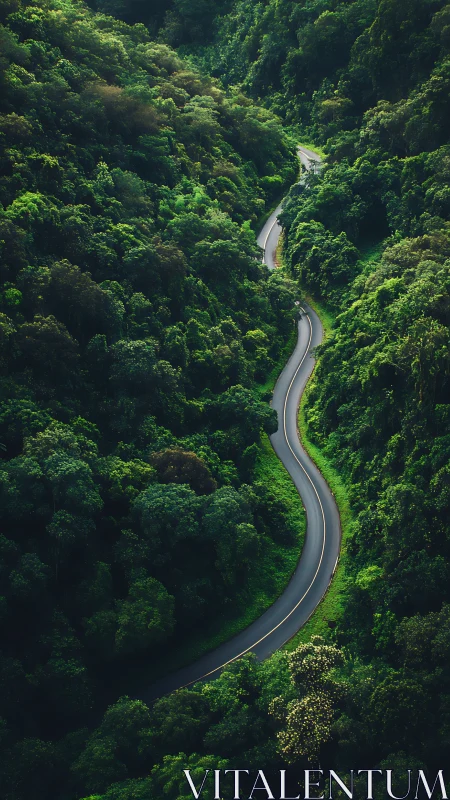 Serpentine Pathway Cuts Through Emerald Wilderness