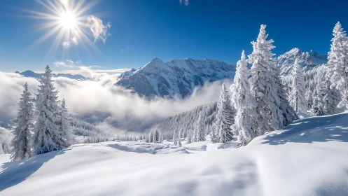 Snow covered conifer forest and distant alpine mountain range.
