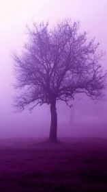 Solitary violet tree dreaming inside a hush of fog.