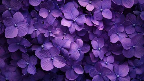 Purple Petals Swirl Through Luminous Layered Blooms