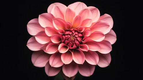 Pink Dahlia Bloom Against Dark Background