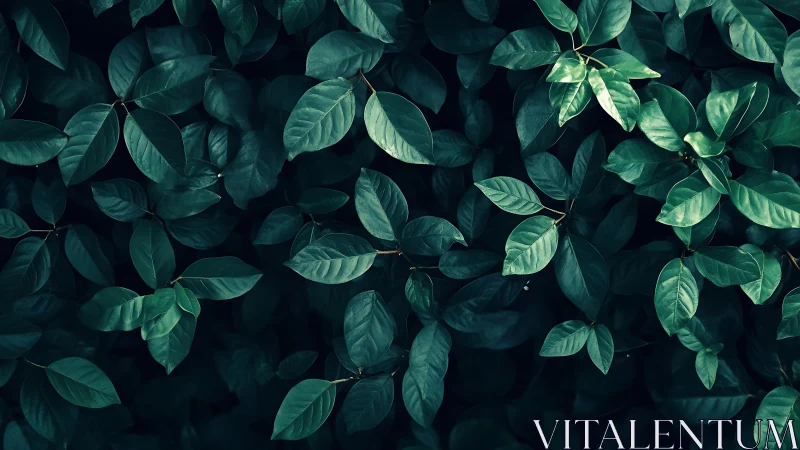 Lush green foliage forms a tranquil, shadowed natural wall